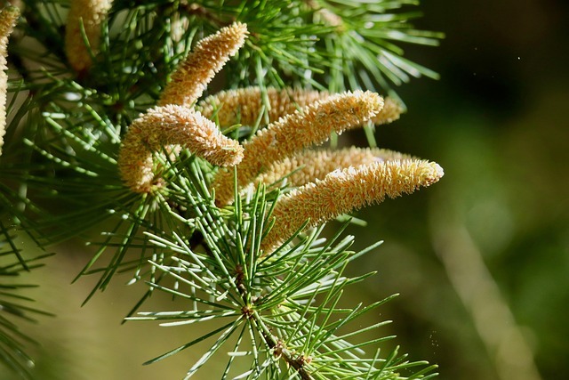 ニキビ予防と花粉による肌荒れ対策